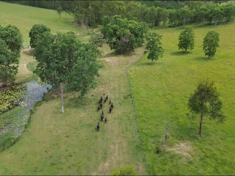 Angus cattle on Norman Grove farm paddocks
