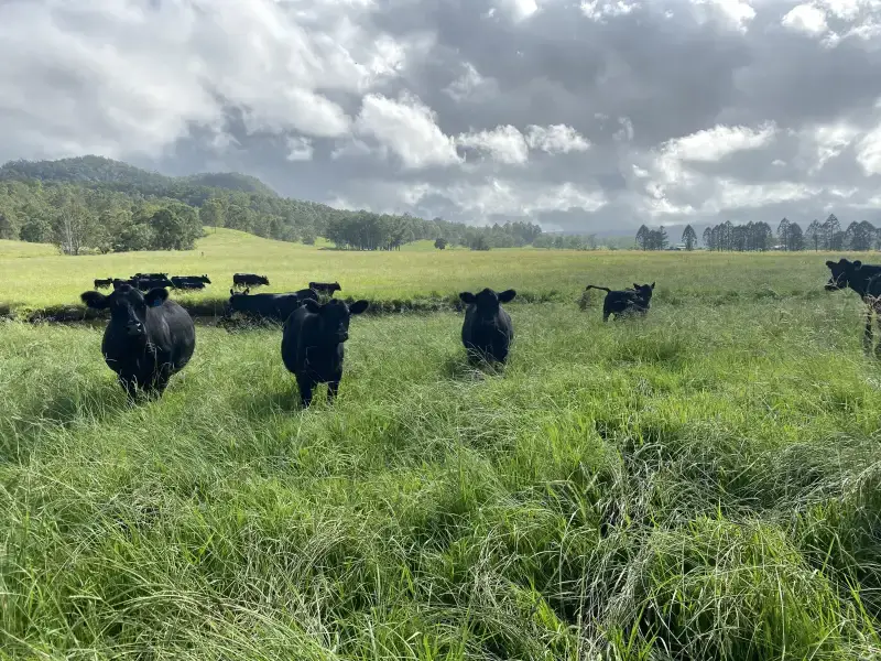 Green pastures at the Norman Grove family farm