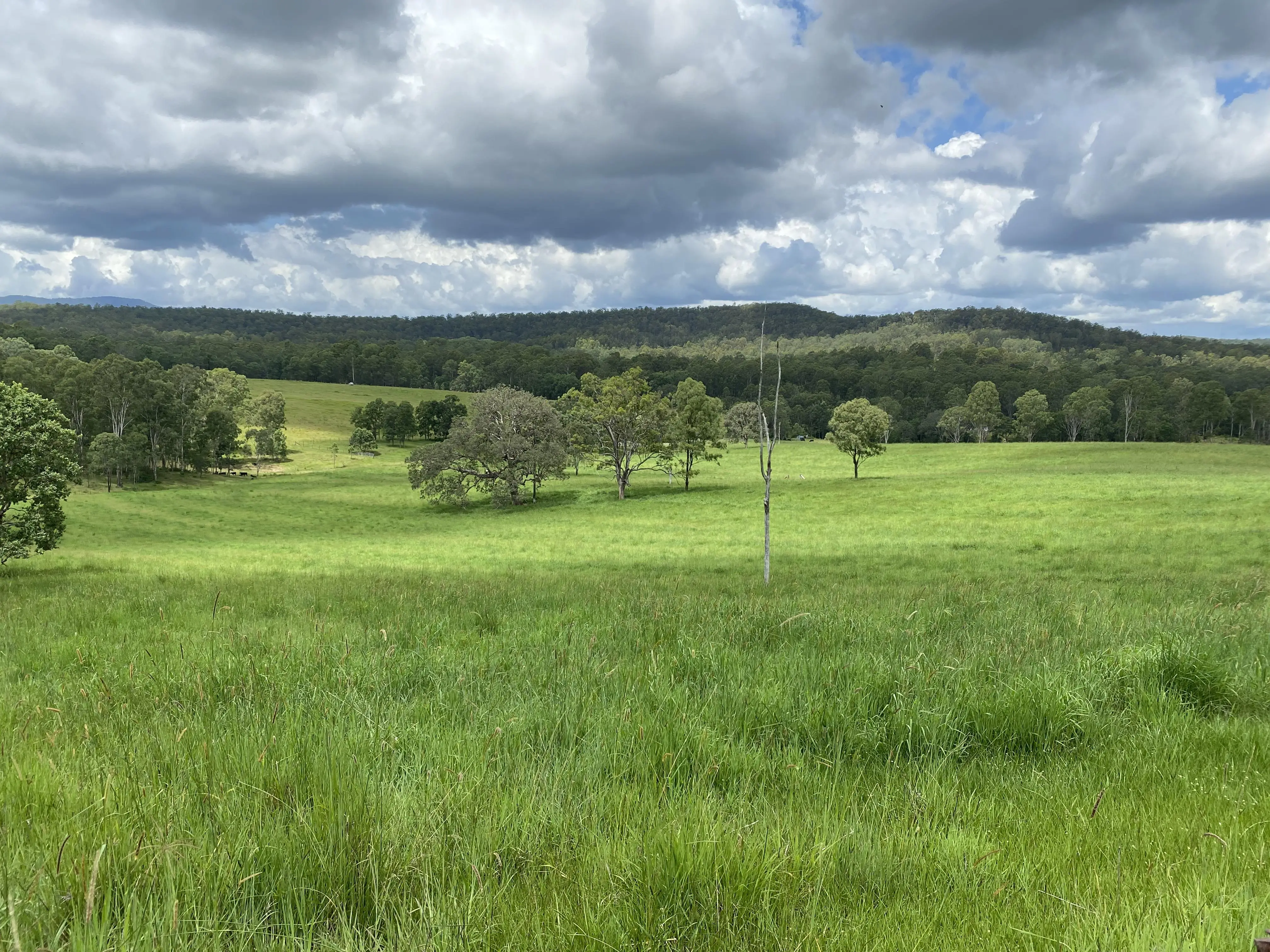 Grass-fed cattle at Riverside Butchery's family farm