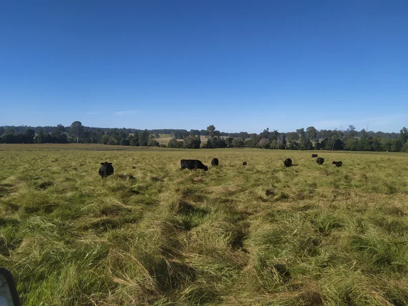 Farm-raised Angus beef prepared at Riverside Butchery Coraki